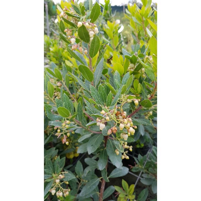 Arbousier (Arbutus unedo) ou arbre aux fraises : plantation
