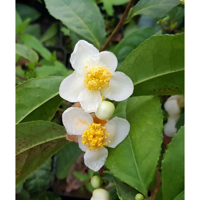 Thés en Fleur  Camellia Sinensis