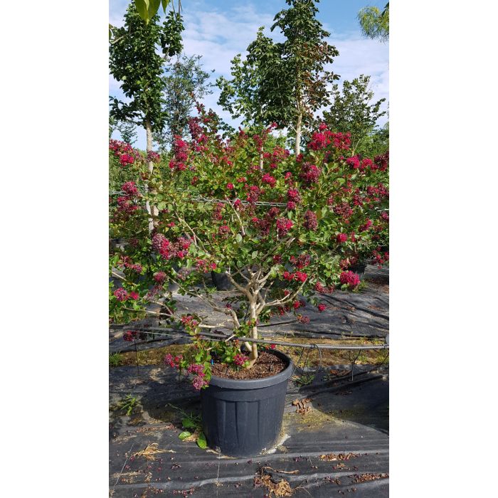 Lagerstroemia indica 'Nain Rouge' / Lilas des Indes nain Rouge soutenu