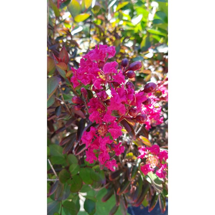 Lagerstroemia indica 'Petite Red' / Lilas des Indes nain à fleurs rouge