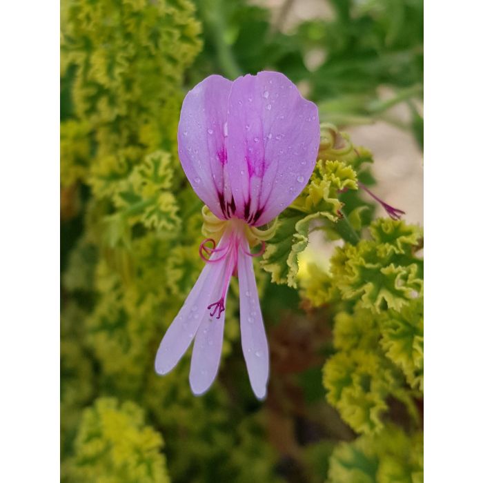 Pelargonium Pink Capricorn Syn Pink Capitatum - Géranium Au Feuillage