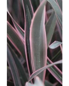 Phormium tenax 'Pink Stripe' / Lin de Nouvelle-Zélande nain coloré
