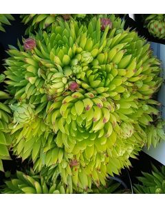 Sempervivum chick charms ® 'Key Lime Kiss' / Joubarbe à rosette vert fluo