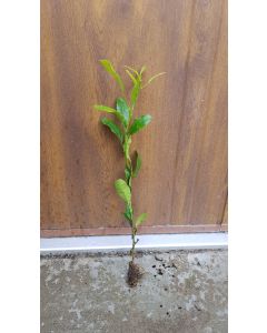 Citrus macrophylla (De semis) / Citronnier Alemow