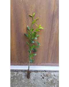Citrus paradisi Macf. X Poncirus trifoliata (L.) Raf. (De semis) / Citrumelo Swingle (4475) 