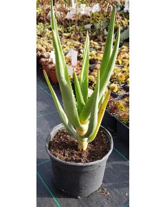 Aloe barberae x dichotoma 'Hercules' / Aloès arborescente