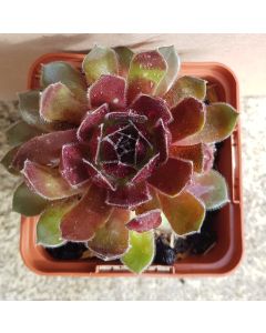 Sempervivum Chick Charms® Berry Bomb / Joubarbe Berry Bomb