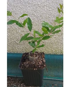 Punica granatum 'Dente di Leone' / Grenadier à fruit