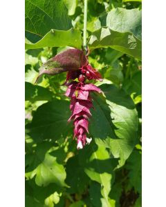 Leycesteria formosa / Arbre aux Faisans