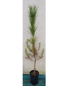 Pinus pinea 'Silver Crest'® / Pin parasol nain 'Silver Crest'®