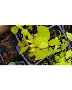 Aralia cordata 'Sun King' / Aralie dorée