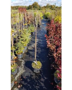 Amelanchier spicata / Amélanchier nain