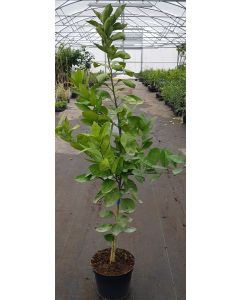 Citrus sinensis 'Chislett Summer Navel' greffé sur FA5® / Oranger Navel