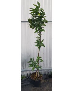 Citrus x clementina 'Hernandina' greffé sur FA5 / Clementine