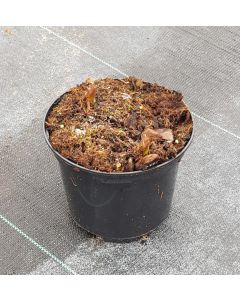 Iris reticulata 'Louise' (Multi-bulbe) / Iris nain naturalisable