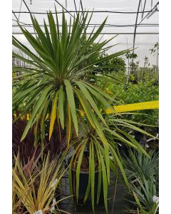 Cordyline australis 'Peko' cov / Cordyline Faux-Dracaena