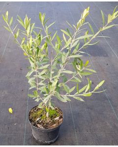 Olea europaea 'Ascolana Terena' / Olivier d'Italie