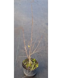 Punica granatum 'Provence' / Grand grenadier à fruit