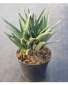 Aloe barberae x dichotoma 'Hercules' (Multi-têtes)