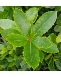 Arbutus unedo 'Hannie' / Arbousier ou Arbre aux fraises nain