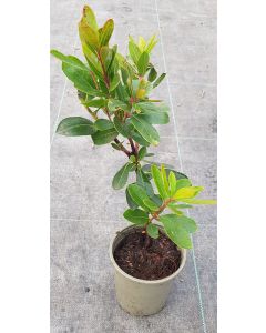 Arbutus unedo 'Walter' / Arbousier ou Arbre aux fraises compact