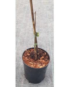 Carya ovata / Noyer blanc d'Amérique