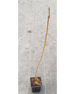 Decaisnea fargesii / Arbre aux haricots bleus