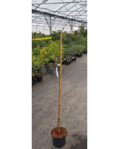 Cornus mas 'Schönbrunner Gourmet Dirndl' / Cornouiller mâle à gros fruits