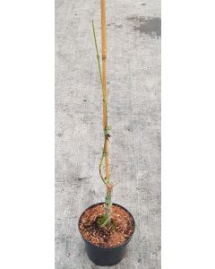 Cornus mas 'Golden Glory' / Cornouiller mâle à gros fruits