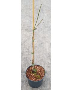 Cornus mas 'Kazanlak' / Cornouiller mâle à gros fruits