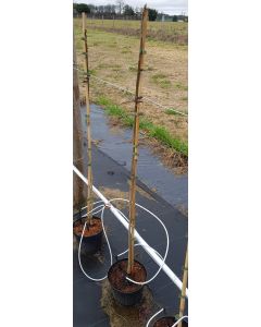 Juglans cinerea / Noyer cendré