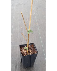 Tetradium daniellii / Arbre à Miel