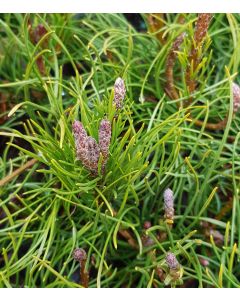 Pinus mugo 'Pumilio' / Pin de montagnes