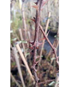 Zanthoxylum schinifolium (De semis) / Poivrier de Sansho 