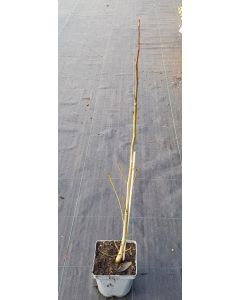 Pterocarya stenoptera  / Ptérocaryer de Chine