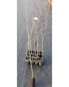 Pyrus pyraster (Semis) / Poirier sauvage