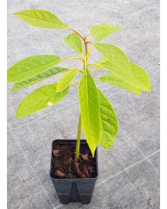 Persea americana (Semis de Hass) / Avocatier race Guatémaltèque
