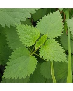 Urtica dioica / Grande Ortie