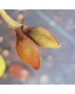 Michelia x FAIRY BLUSH® 'Micjur01' / Magnolia à fleur rose