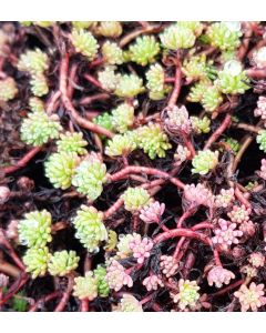 Sedum hispanicum / Orpin d'Espagne