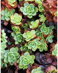 Sedum pachyclados / Orpin artichaut