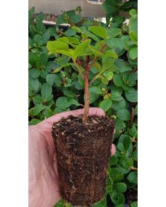 Arbutus unedo PEACE & LOVE 'Levap' / Arbousier ou Arbre aux fraises