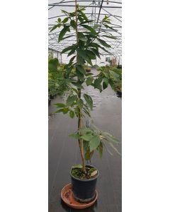 Persea americana 'Zutano' (Semis) / Avocatier race mexicaine