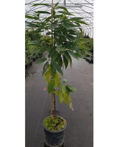 Persea americana 'Atkinson' (InVitro) / Avocatier race Antillais Guatémaltèque