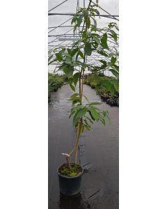 Persea americana 'Atkinson' (InVitro / Pied coudé) / Avocatier race Antillais Guatémaltèque