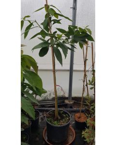 Persea americana 'Nachar' (Semis) / Avocatier race antillaise