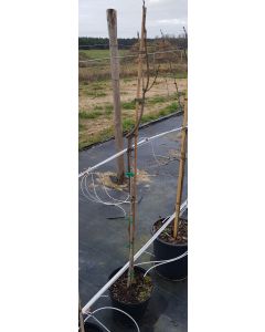 Sapindus mukorossi / Arbre à Savon