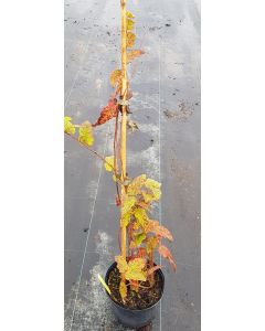 Rubus paniculatus / Ronce paniculée