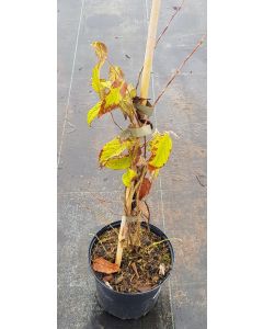 Rubus aff. ichangensis / Ronce d’Ichang