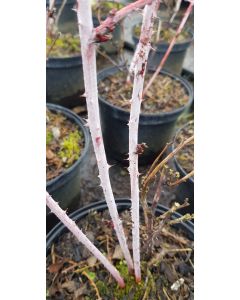 Rubus cockburnianus / Ronce de Cockburn 